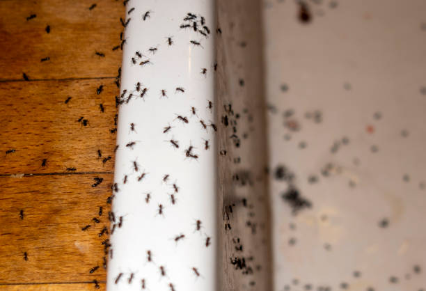 Pest Control Cost in Hellertown, PA